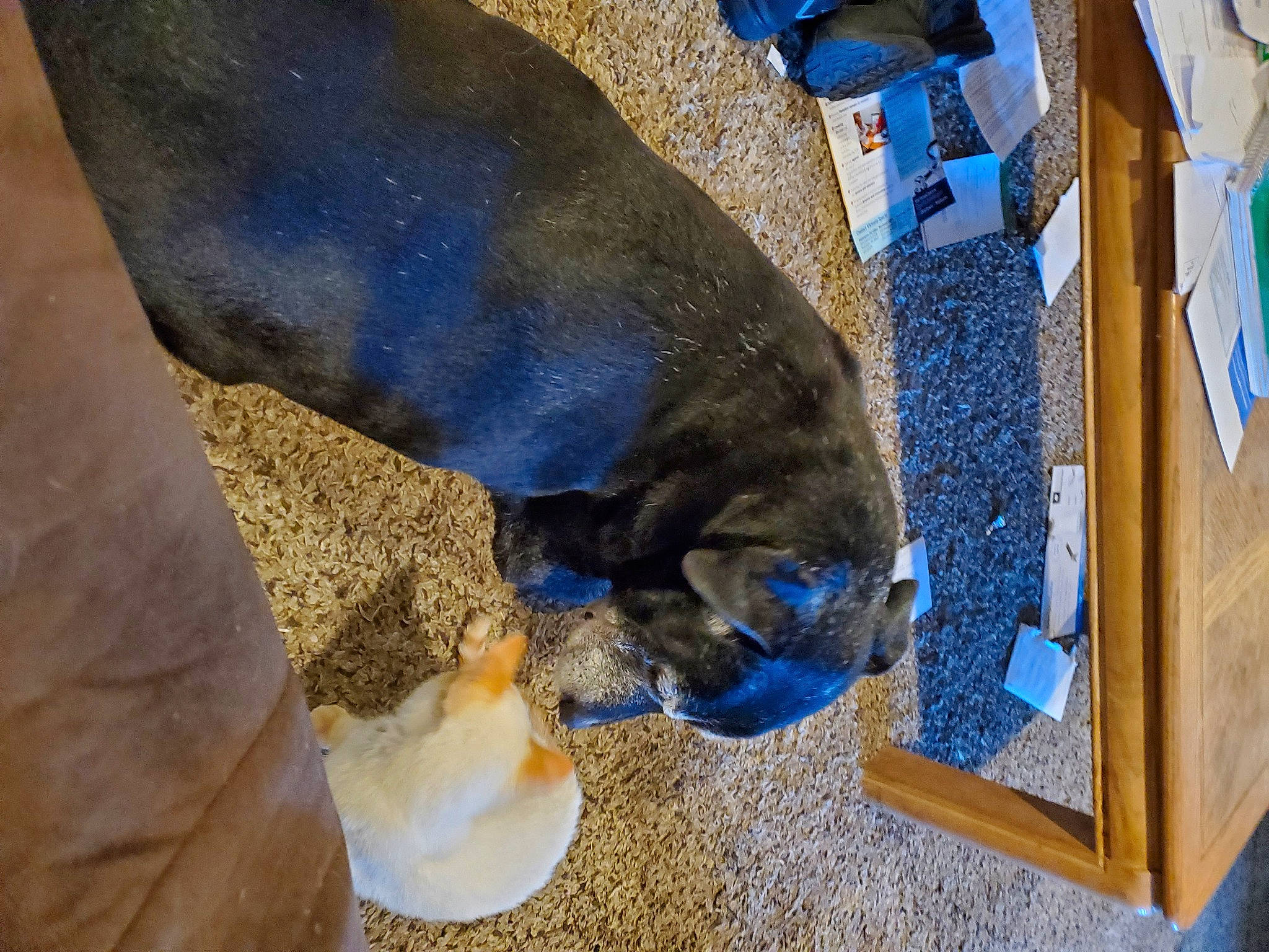 Hunter joined the competition — help win amazing prizes! blue, canidae, carnivore, cat_supply, companion_dog, dog_breed, domestic_short_haired_cat, electric_blue, fawn, felidae, fur, natural_material, pet_supply, small_to_medium_sized_cats, snout, sporting_group, tail, terrestrial_animal, wood, working_animal