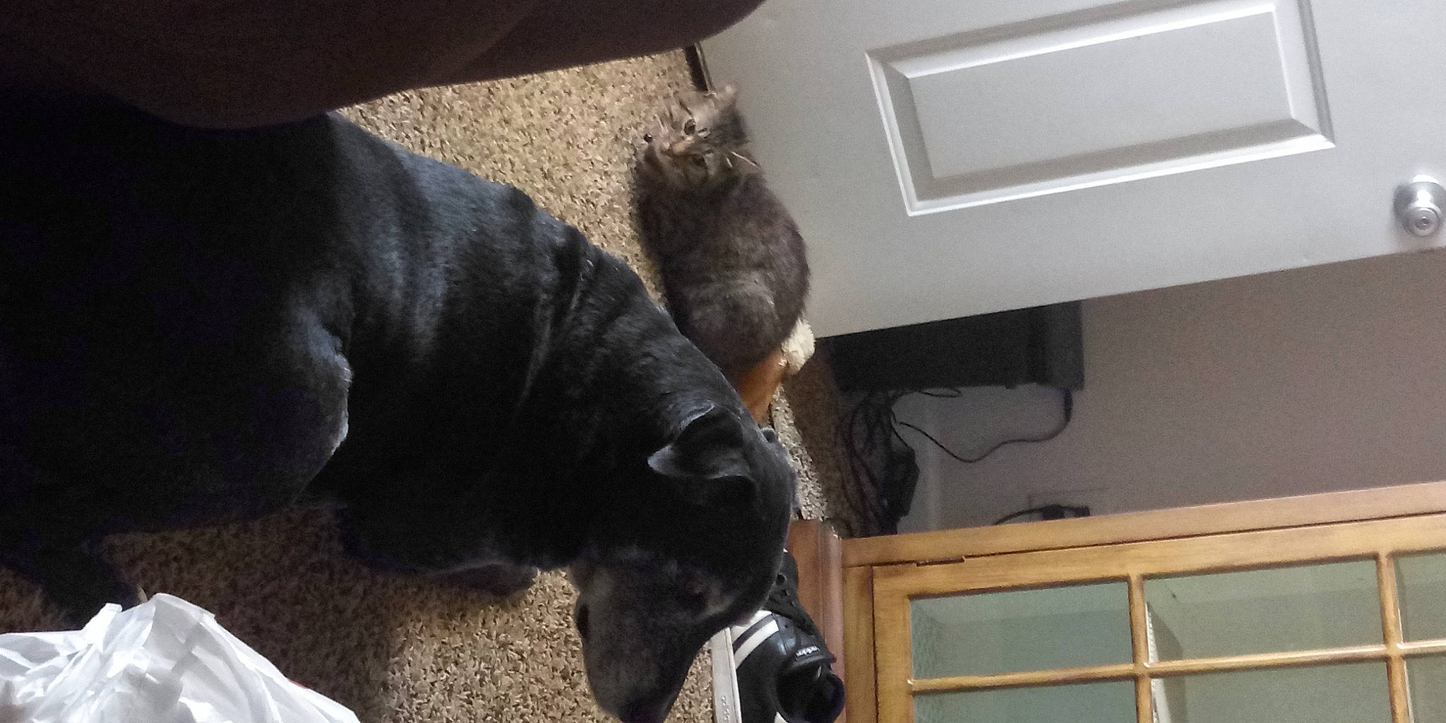 Hunter is registered to the contest to win money with this photo: carnivore, cat, comfort, companion_dog, dog, dog_breed, domestic_short_haired_cat, ear, fawn, felidae, flooring, fur, guard_dog, hardwood, russian_blue, small_to_medium_sized_cats, sporting_group, tail, terrestrial_animal, whiskers