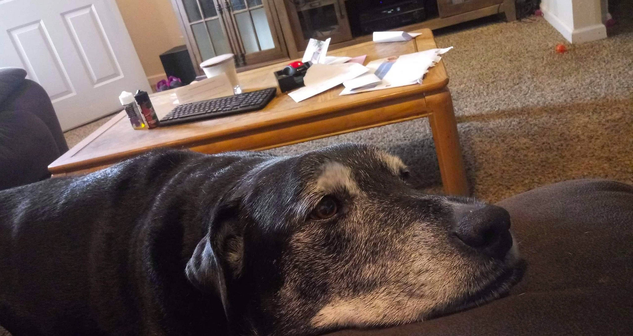 Hunter joined the competition — help win amazing prizes! carnivore, comfort, companion_dog, couch, desk, dog, dog_breed, floor, flooring, fur, furniture, hardwood, liver, living_room, room, sporting_group, table, whiskers, wood, working_animal