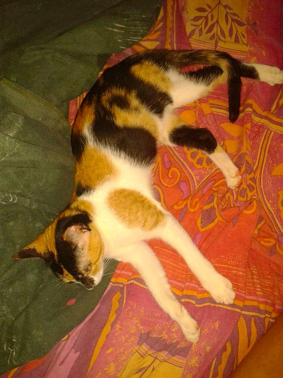 Scylla participe au concours pour gagner de l'argent avec cette photo : art, canidae, carnivore, cat, claw, comfort, dog_breed, domestic_short_haired_cat, felidae, floor, flooring, fur, hardwood, paw, room, small_to_medium_sized_cats, sporting_group, tail, whiskers, wood