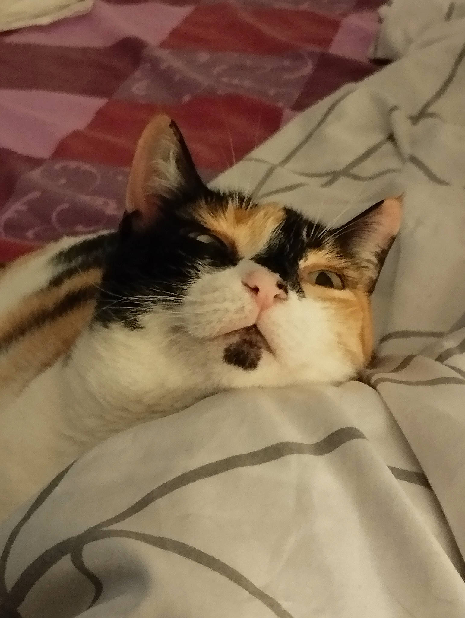 Scylla a rejoint le concours — aidez-le/la à gagner de superbes lots ! carnivore, cat, comfort, domestic_short_haired_cat, felidae, fur, linens, paw, pet_supply, small_to_medium_sized_cats, snout, tail, vertebrate, whiskers