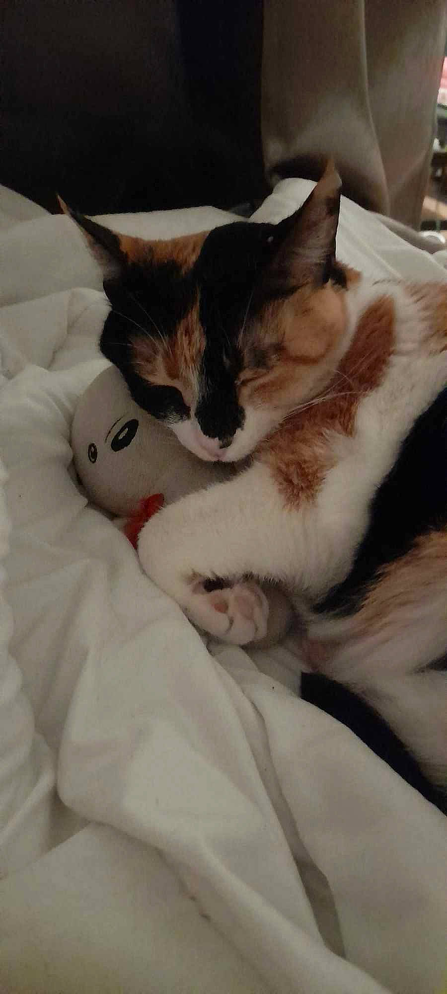 Scylla participe au concours pour gagner de l'argent avec cette photo : carnivore, cat, claw, comfort, domestic_short_haired_cat, felidae, fur, lap, linens, mammal, nap, paw, sleep, small_to_medium_sized_cats, snout, tail, whiskers