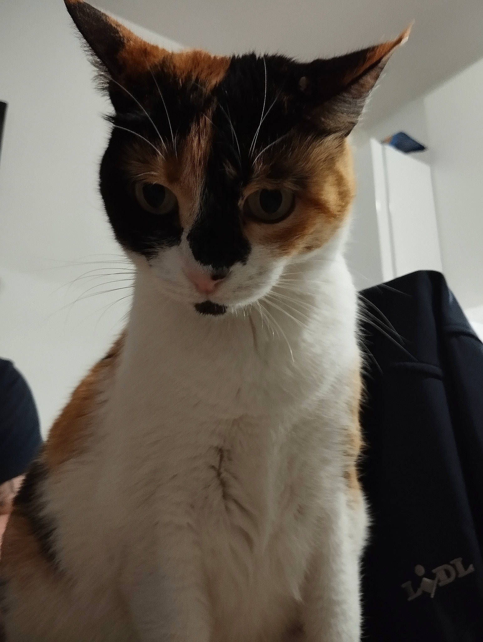 Scylla participe au concours pour gagner de l'argent avec cette photo : carnivore, cat, domestic_short_haired_cat, felidae, fur, small_to_medium_sized_cats, snout, tail, whiskers