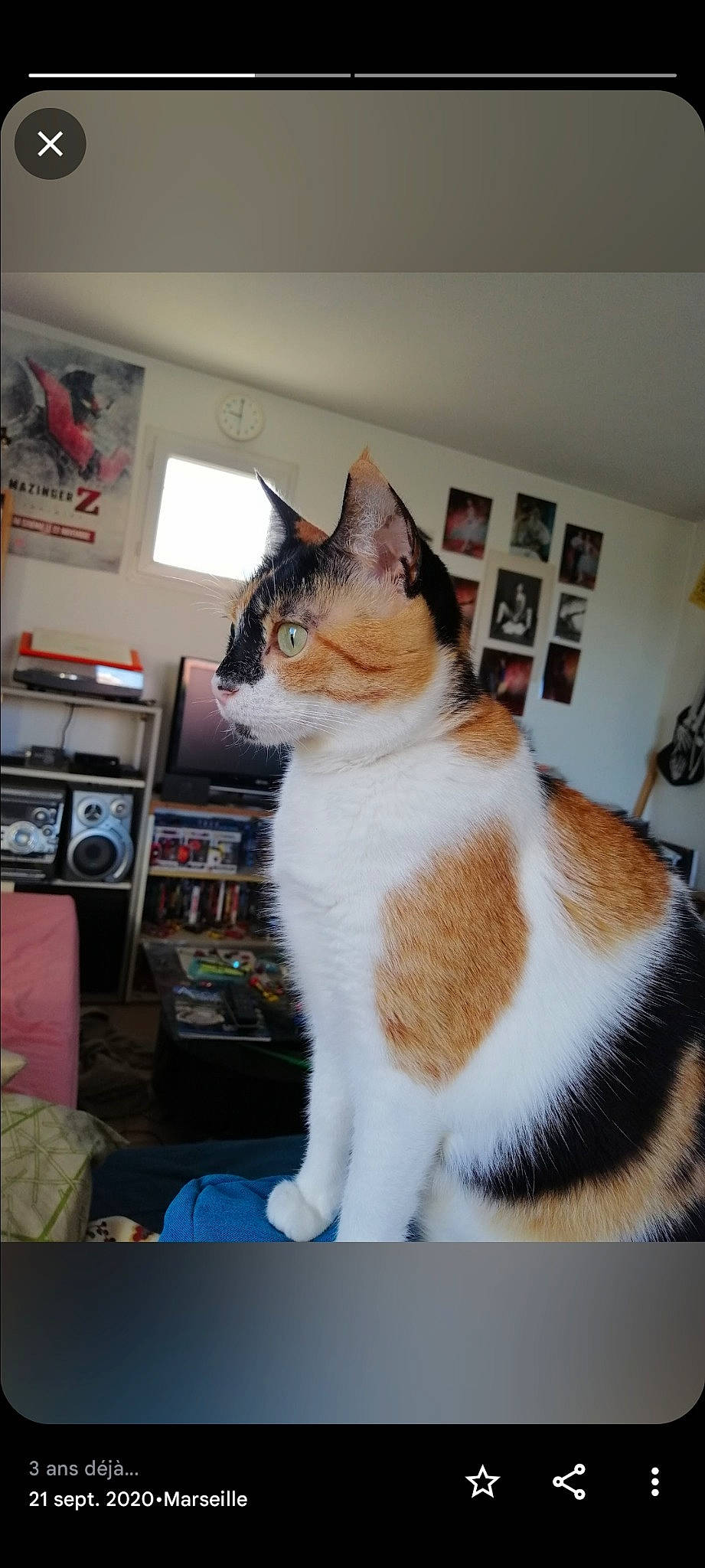 Scylla a rejoint le concours — aidez-le/la à gagner de superbes lots ! art, carnivore, cat, domestic_short_haired_cat, felidae, flooring, fur, paw, picture_frame, room, shelf, small_to_medium_sized_cats, snout, tail, television, whiskers, window, wood