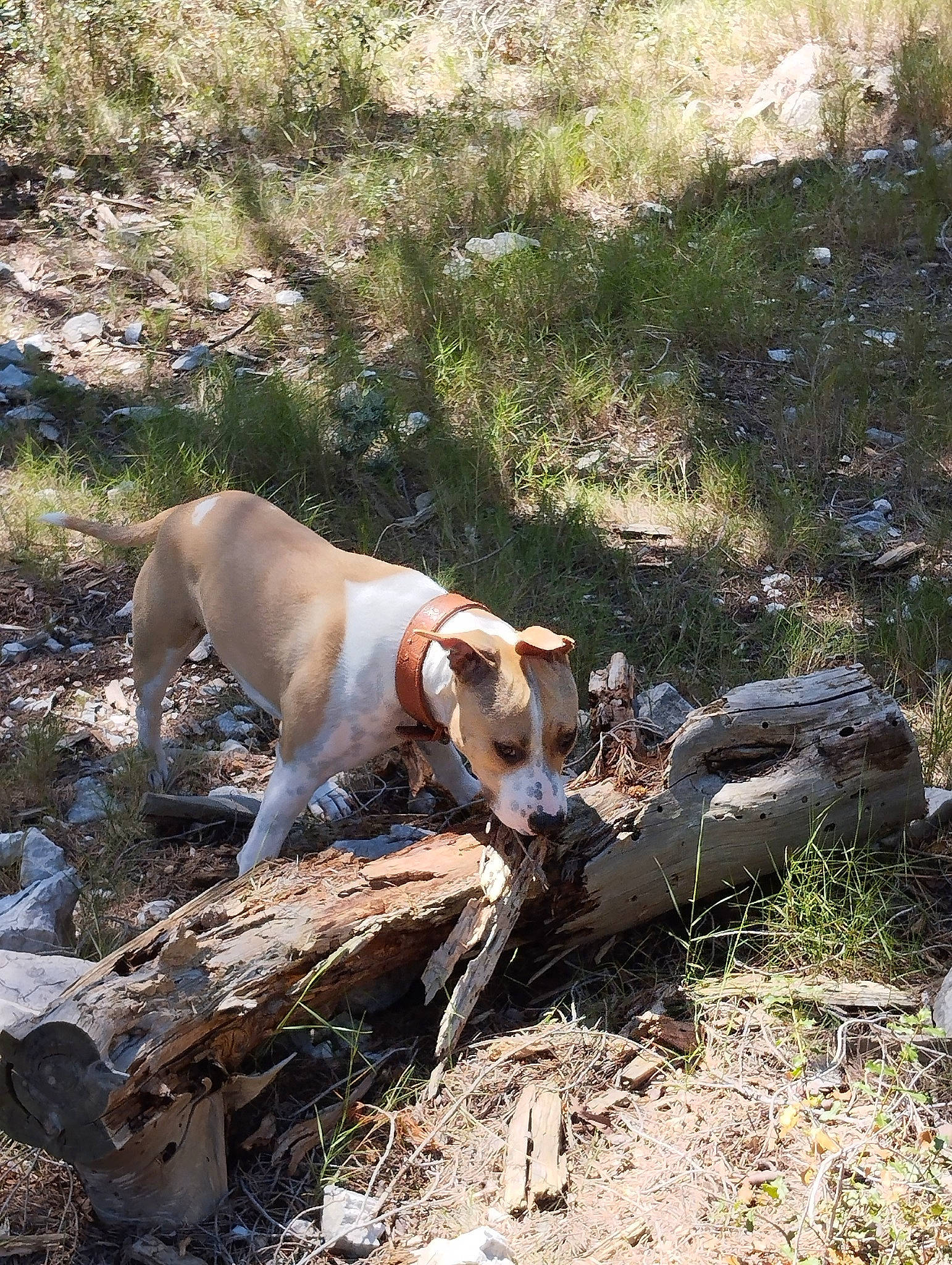 Oska participe au concours pour gagner de l'argent avec cette photo : canidae, carnivore, collar, companion_dog, dog, dog_breed, dog_hiking, fawn, grass, gun_dog, hunting_dog, mammal, non_sporting_group, plant, soil, sporting_group, tail, terrestrial_animal, walking, working_animal