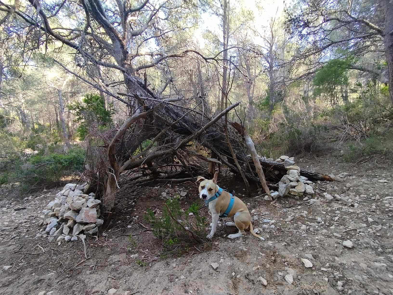 Oska a rejoint le concours — aidez-le/la à gagner de superbes lots ! bedrock, carnivore, dog, dog_breed, fawn, forest, grass, landscape, natural_landscape, plant, plant_community, rock, sky, soil, sporting_group, tree, trunk, twig, wood, woodland