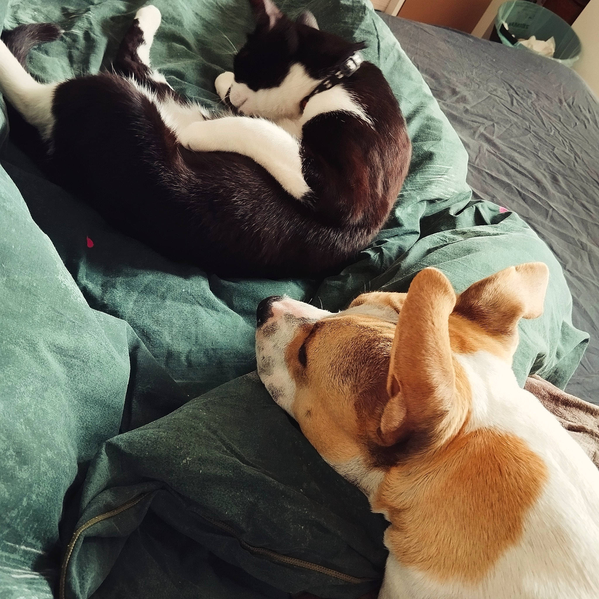 Oska participe au concours pour gagner de l'argent avec cette photo : canidae, carnivore, comfort, companion_dog, dog, dog_breed, fawn, felidae, fur, linens, mammal, nap, paw, small_to_medium_sized_cats, snout, sporting_group, tail, vertebrate, whiskers, working_animal