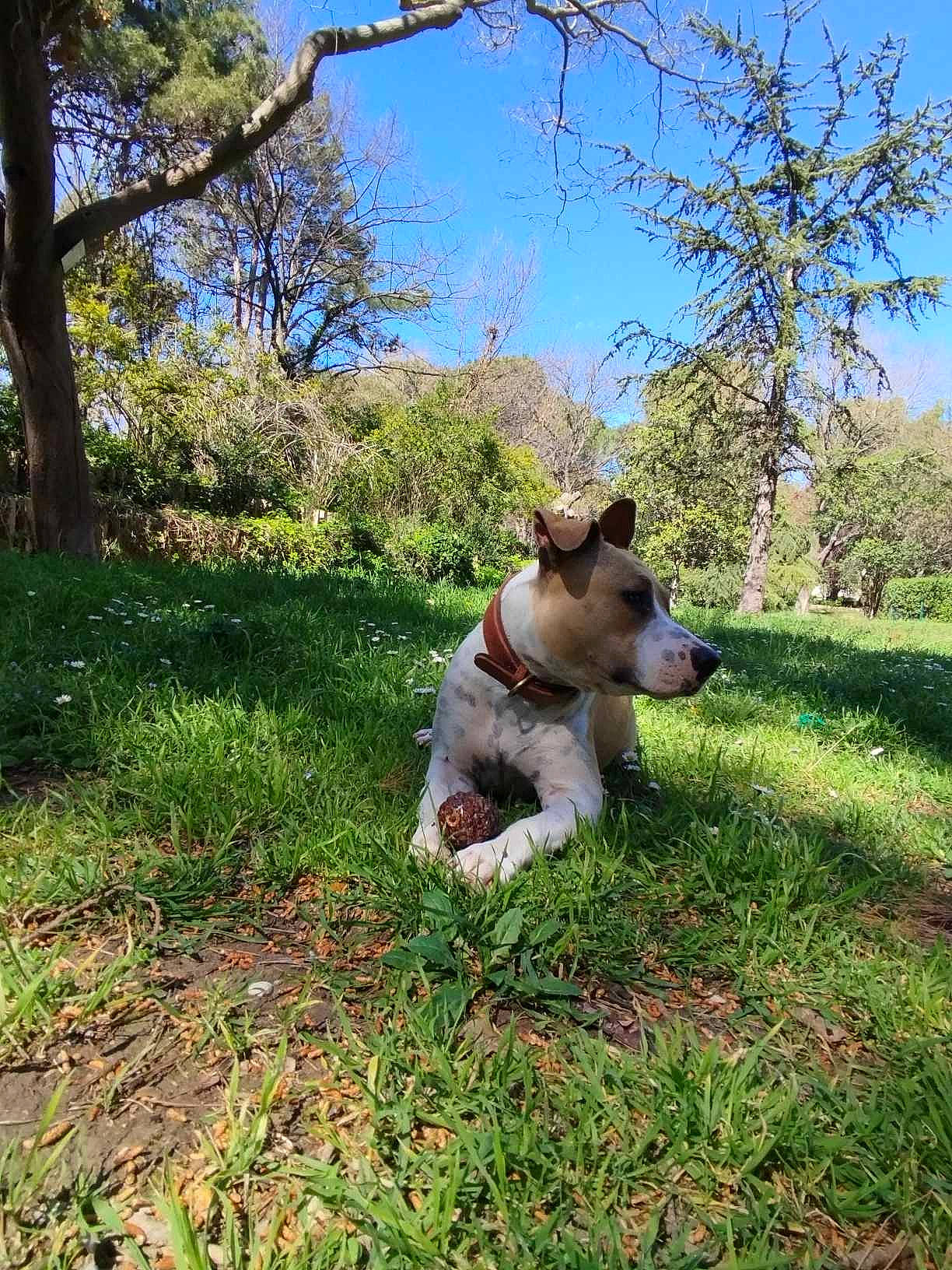 Oska a rejoint le concours — aidez-le/la à gagner de superbes lots ! carnivore, companion_dog, dog, dog_breed, fawn, grass, grassland, groundcover, landscape, meadow, natural_landscape, pasture, plant, shrub, sky, soil, sporting_group, tail, tree, working_animal