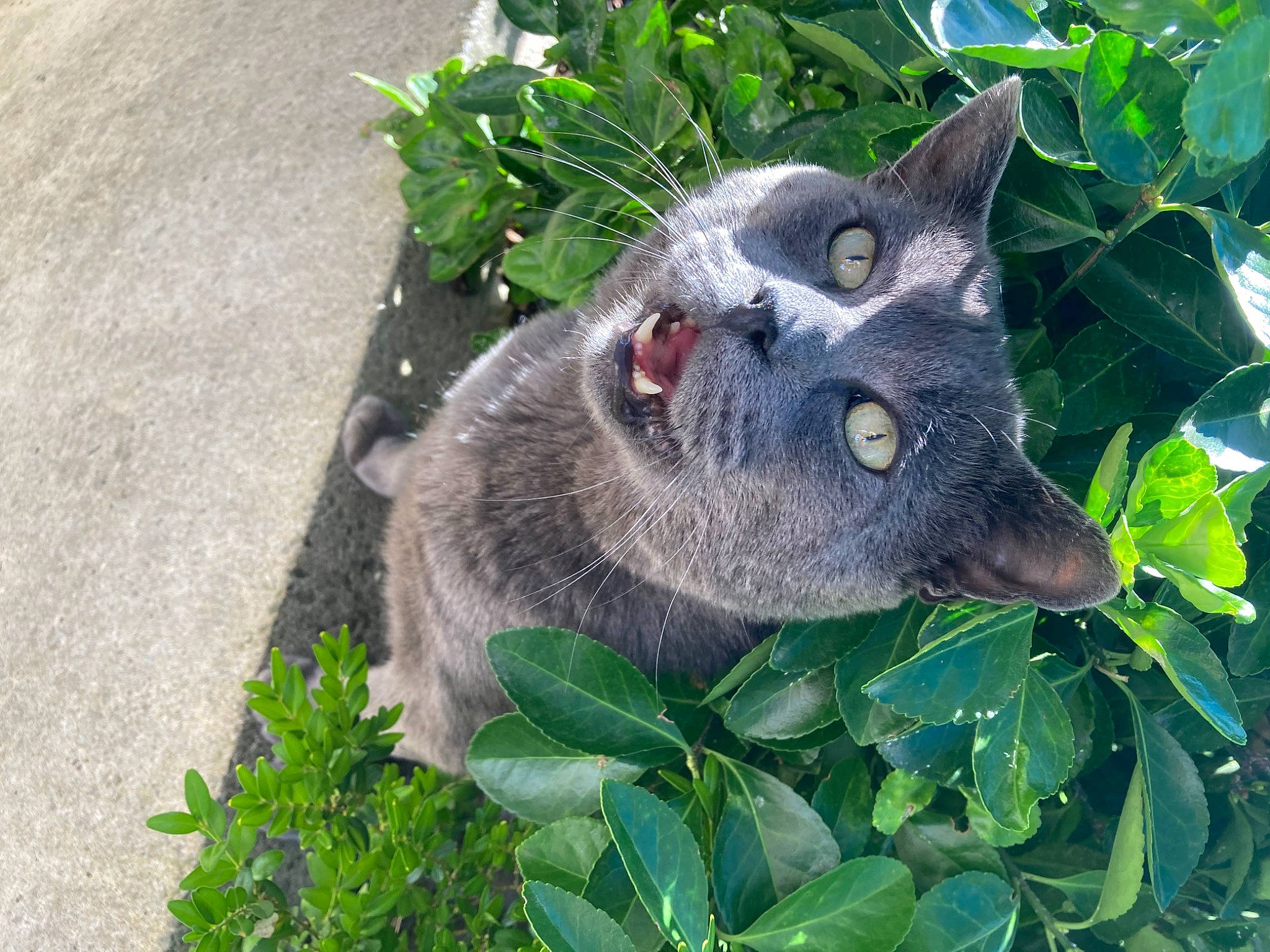 Horus participe au concours pour gagner de l'argent avec cette photo : carnivore, cat, domestic_short_haired_cat, felidae, fur, grass, groundcover, herb, marsupial, plant, russian_blue, small_to_medium_sized_cats, snout, terrestrial_animal, whiskers