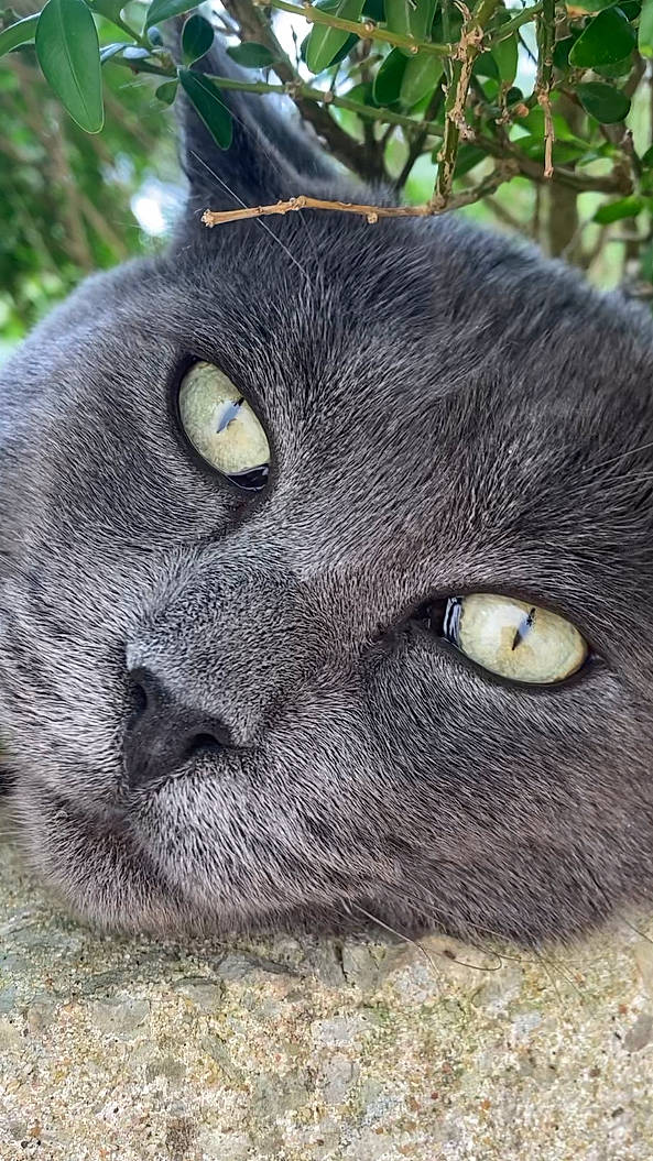 Horus a rejoint le concours — aidez-le/la à gagner de superbes lots ! carnivore, cat, domestic_short_haired_cat, felidae, fur, grass, groundcover, russian_blue, small_to_medium_sized_cats, snout, terrestrial_animal, whiskers, wildlife