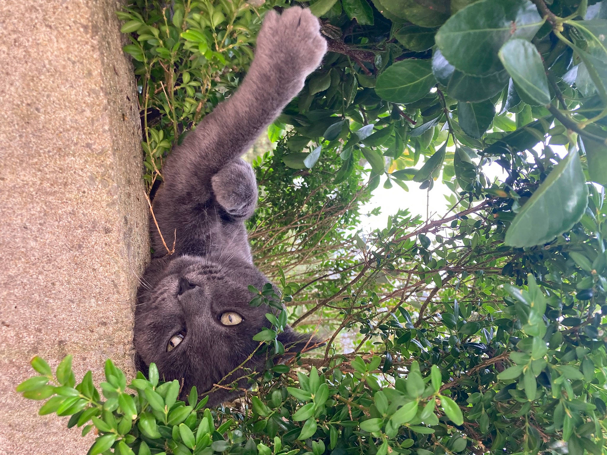 Horus participe au concours pour gagner de l'argent avec cette photo : art, grass, groundcover, jungle, koala, natural_material, plant, sculpture, sloth, snout, soil, tail, terrestrial_animal, terrestrial_plant, three_toed_sloth, tree, trunk, wildlife, wood, working_animal