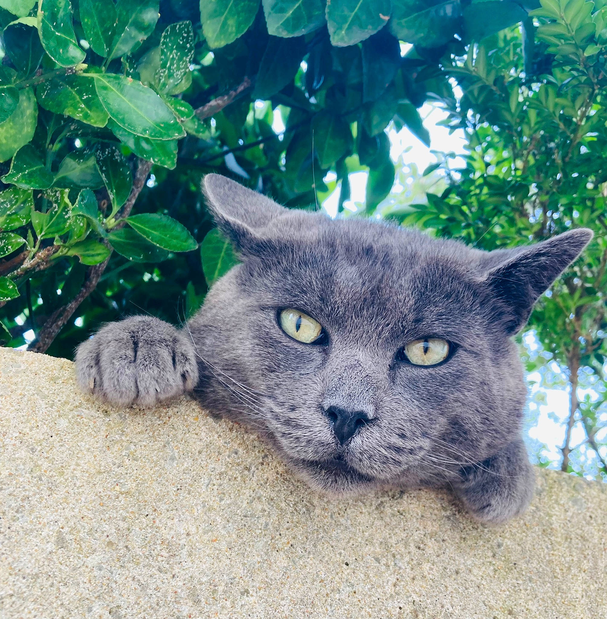 Horus participe au concours pour gagner de l'argent avec cette photo : art, carnivore, cat, domestic_short_haired_cat, electric_blue, felidae, fur, grass, grey, plant, russian_blue, sculpture, small_to_medium_sized_cats, snout, terrestrial_animal, tire, tree, trunk, whiskers, wildlife