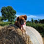 Rebelle a rejoint le concours — aidez-le/la à gagner de superbes lots ! dog, hay_bale, outdoor, nature, blue_sky, grass, tree, animal, pet, canine, sunlight, summer, field, fur, tongue_out, playful, landscape, rural, agriculture, farm