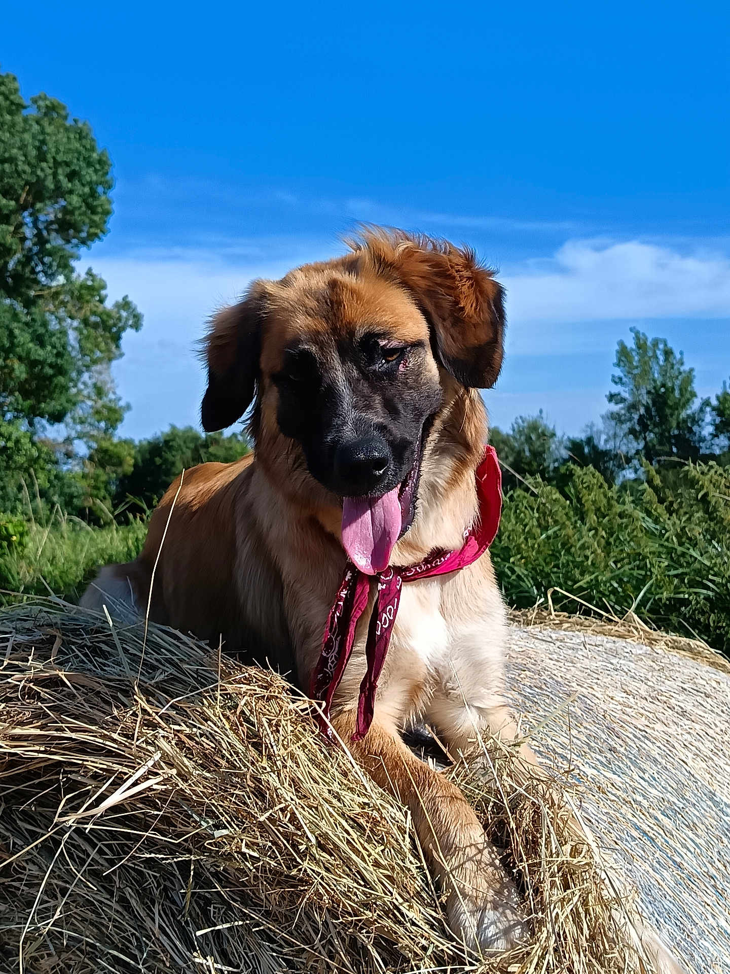 Rebelle participe au concours pour gagner de l'argent avec cette photo : dog, animal, pet, hay_bale, bandana, tongue_out, outdoor, nature, greenery, blue_sky, sunny, relaxed, rural, furry, canine, grass, summer, happy, portrait, mammal