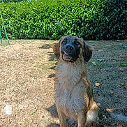 Rebelle participe au concours pour gagner de l'argent avec cette photo : dog, wet_fur, sitting, backyard, grass, hedge, sunny, blue_sky, outdoor, pet, animal, canine, nature, daytime, fur, ears, snout, alert, shadow, leaf