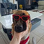 Rebelle a rejoint le concours — aidez-le/la à gagner de superbes lots ! dog, heart_shaped_sunglasses, red_bandana, hand, indoor, living_room, cat_tree, table, foot, sock, tile_floor, furniture, pet, canine, close_up, portrait, cute, accessories, human, casual