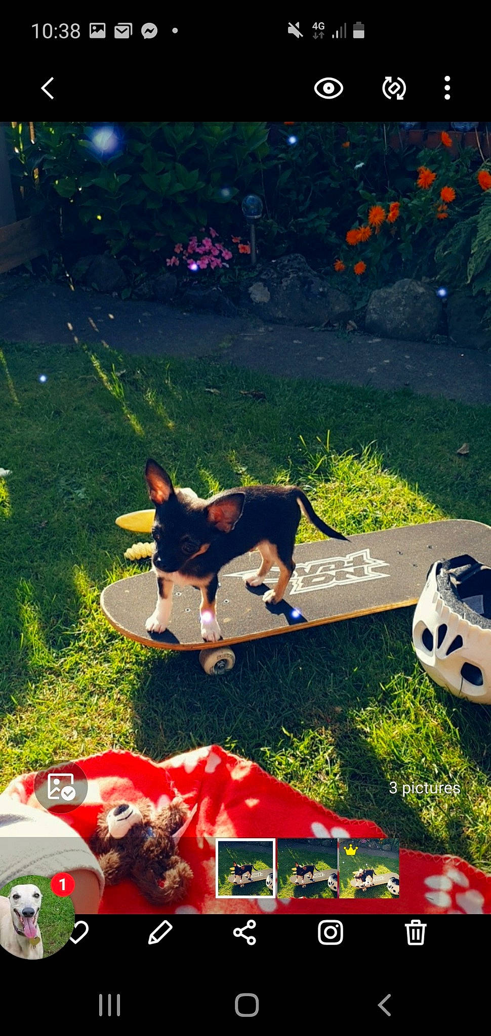 Ace joined the competition — help win amazing prizes! canidae, carnivore, dog, dog_breed