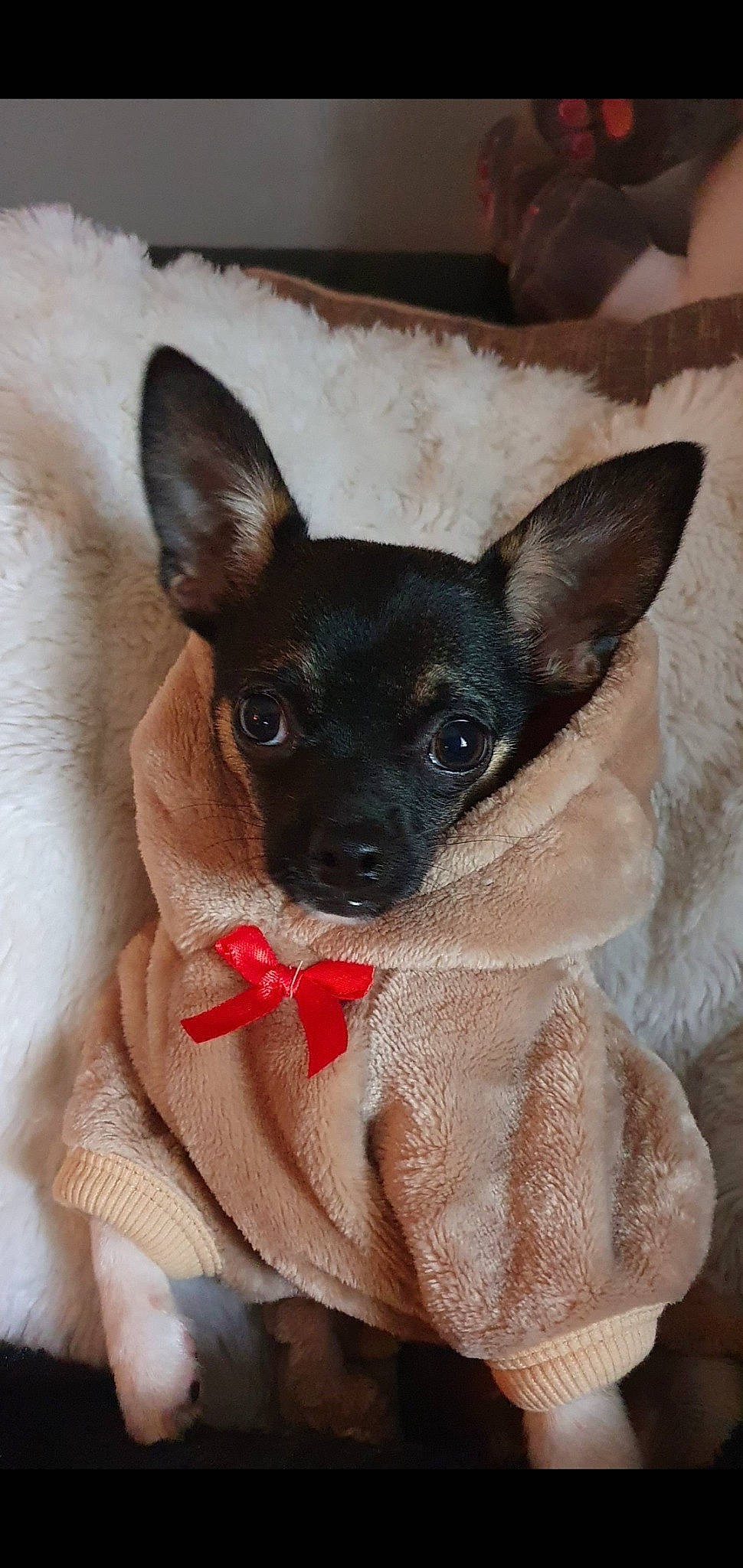 Ace is registered to the contest to win money with this photo: canidae, carnivore, chihuahua, companion_dog, dog, dog_breed, english_toy_terrier, fawn, mammal, prazsky_krysarik, puppy, russkiy_toy, skin, snout, sporting_group, toy_dog, toy_fox_terrier, vertebrate