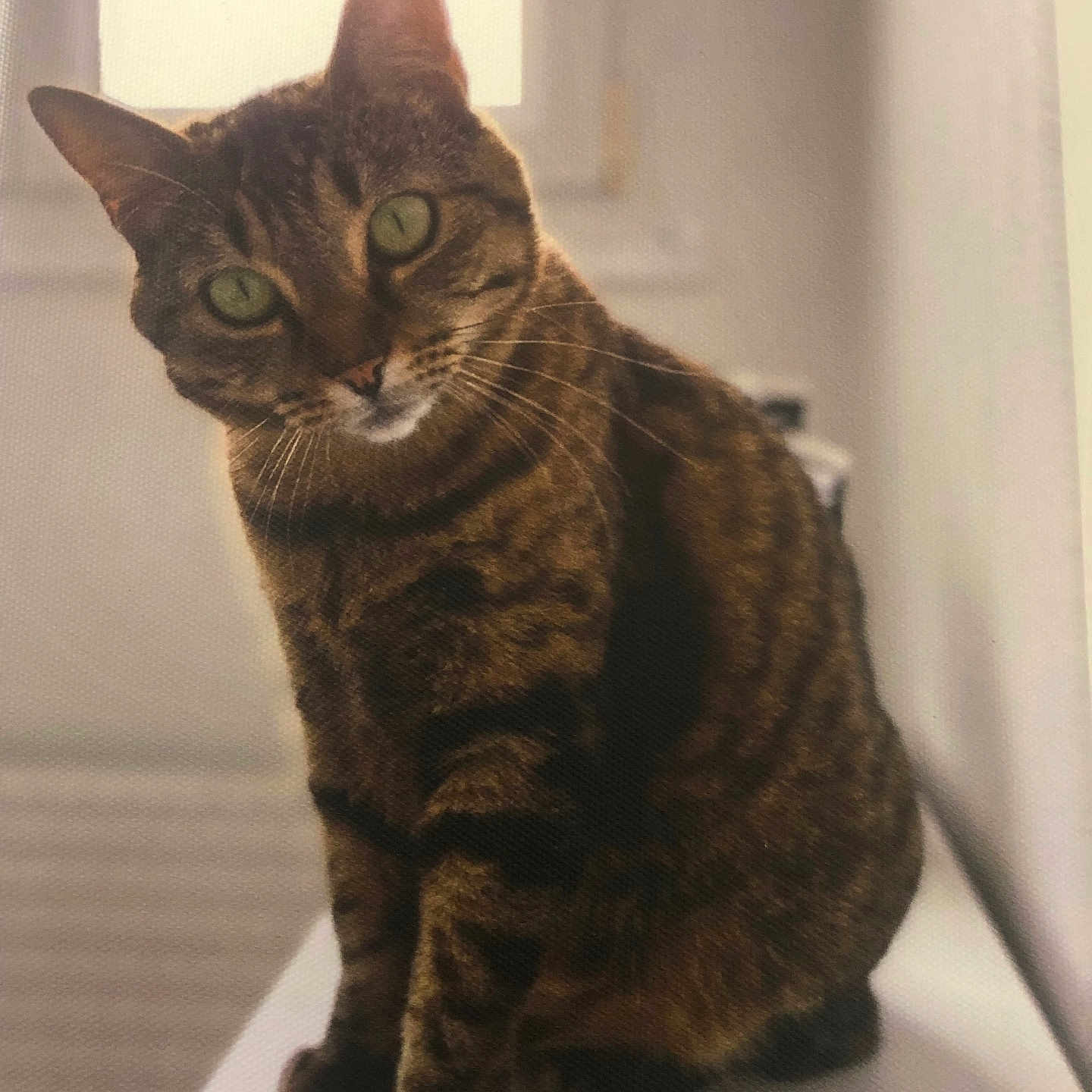 Naya