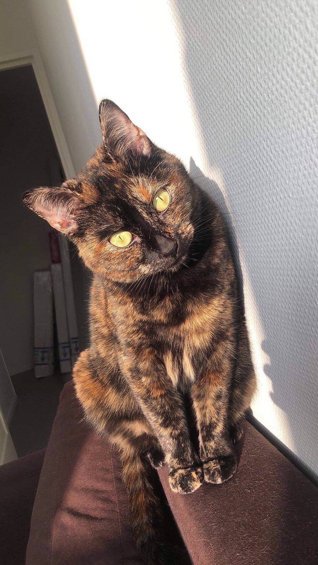 Poupoune a rejoint le concours — aidez-le/la à gagner de superbes lots ! carnivore, cat, claw, domestic_short_haired_cat, ear, felidae, fur, paw, sitting, small_to_medium_sized_cats, snout, tail, terrestrial_animal, whiskers