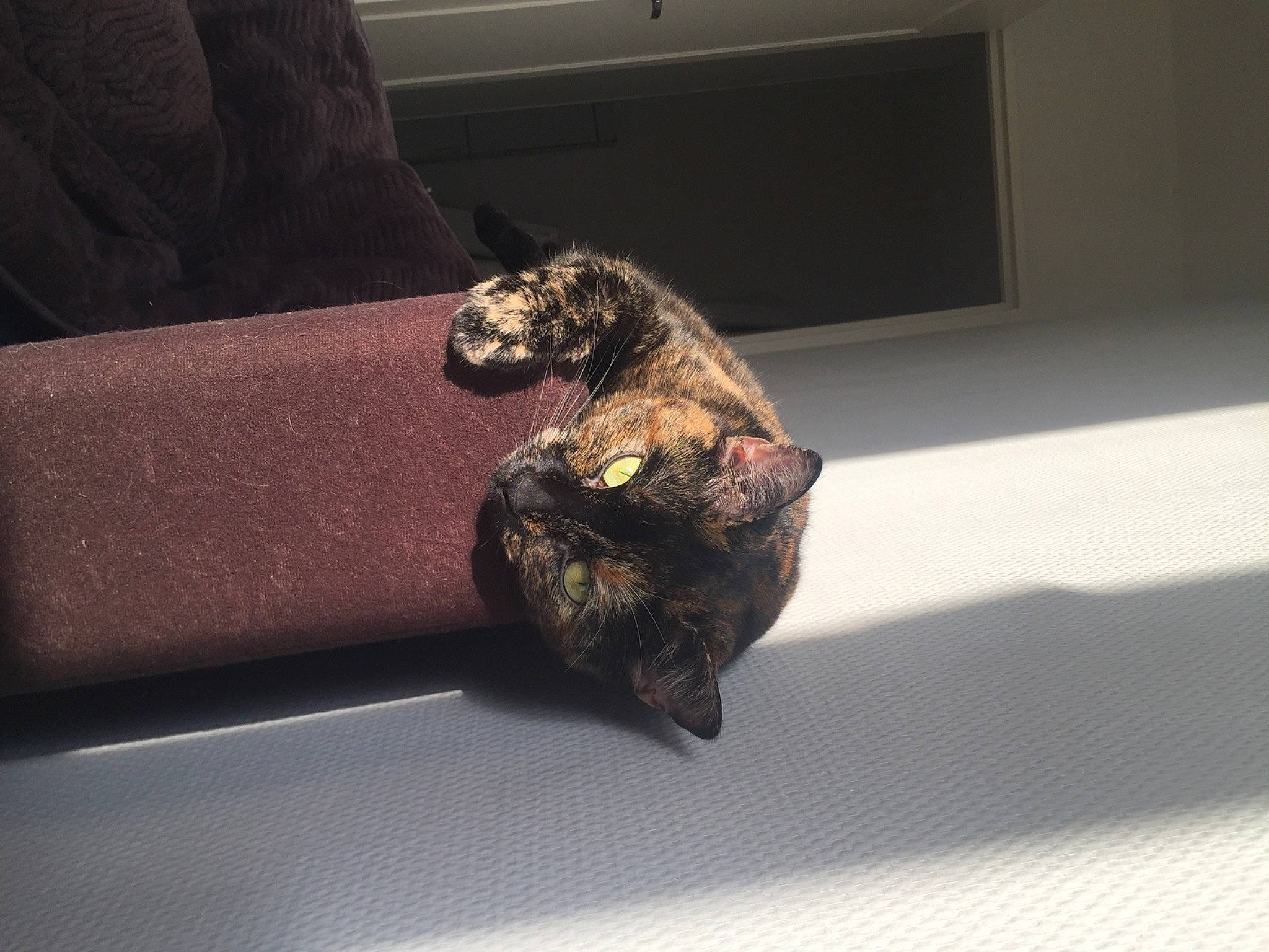 Poupoune participe au concours pour gagner de l'argent avec cette photo : canidae, carnivore, comfort, companion_dog, couch, dog_breed, felidae, flooring, fur, human_leg, liver, room, small_to_medium_sized_cats, sporting_group, studio_couch, tail