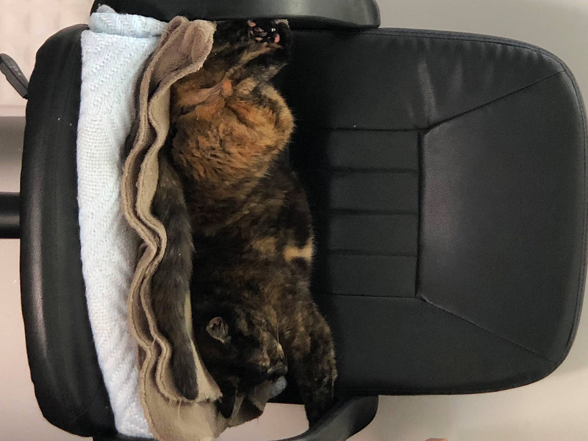 Poupoune a rejoint le concours — aidez-le/la à gagner de superbes lots ! bag, canidae, carnivore, comfort, companion_dog, dog_breed, domestic_short_haired_cat, fashion_accessory, felidae, fur, leather, liver, luggage_and_bags, small_to_medium_sized_cats, snout, sporting_group, tail, whiskers