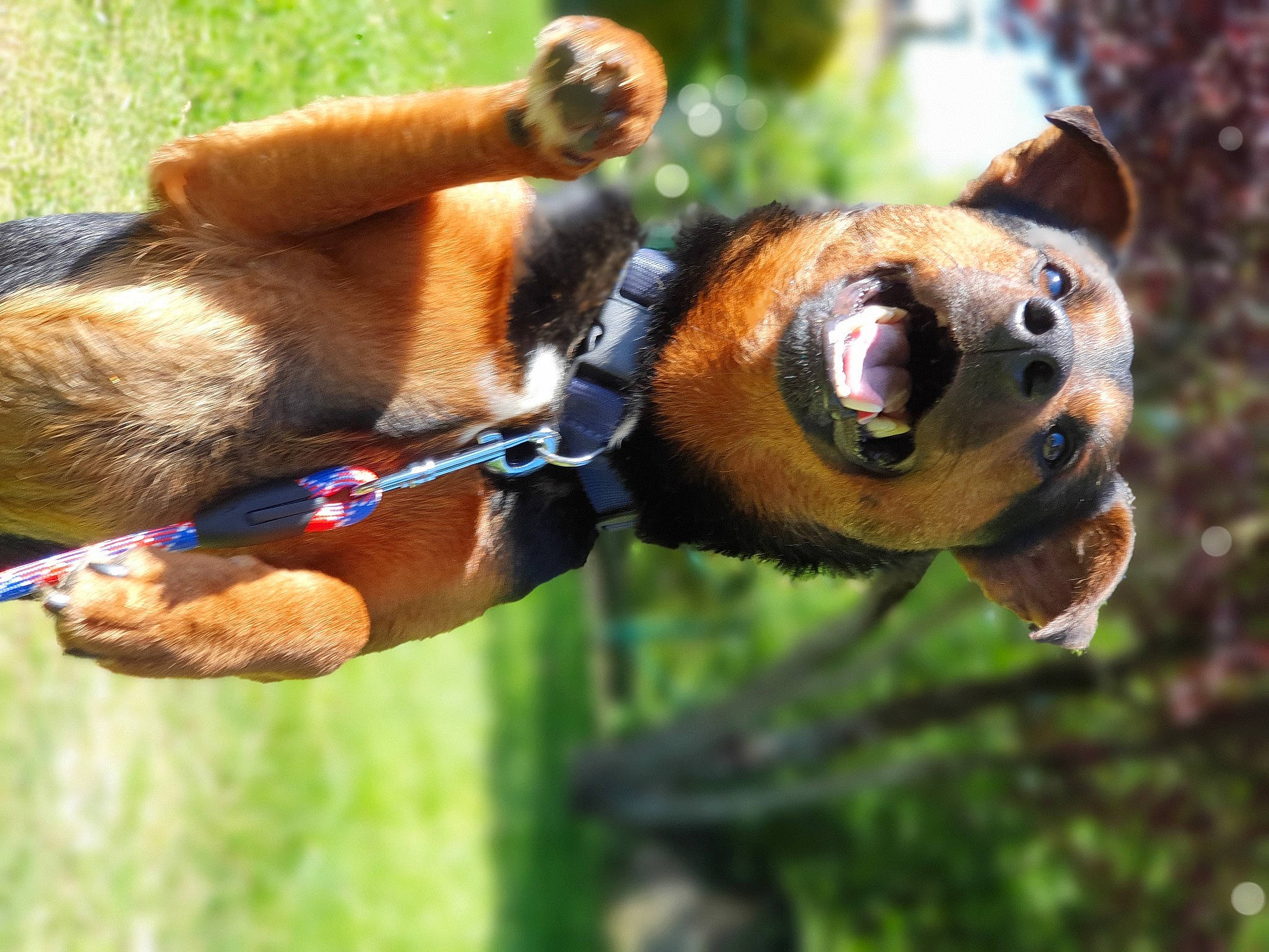 Black a rejoint le concours — aidez-le/la à gagner de superbes lots ! canidae, carnivore, dog_breed, fawn, snout