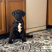Jasper a rejoint le concours — aidez-le/la à gagner de superbes lots ! dog, puppy, brindle, white_chest_patch, collar, kitchen, floor, patterned_floor, tile_floor, wooden_cabinets, dishwasher, indoor, pet, sitting, looking_at_camera, floor_tile_pattern, home, cute, animal, domestic