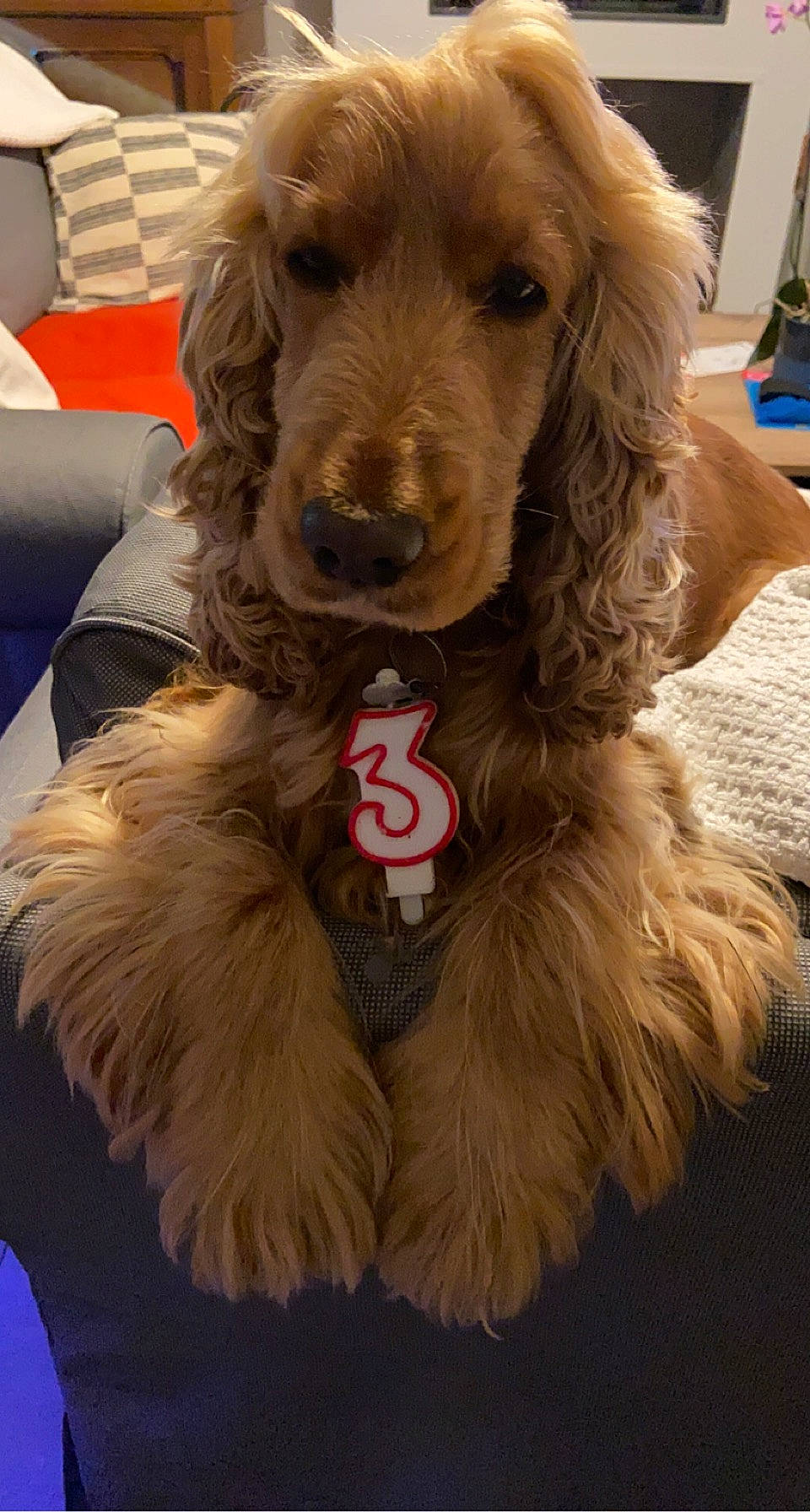 Prune a rejoint le concours — aidez-le/la à gagner de superbes lots ! canidae, carnivore, chair, cocker_spaniel, companion_dog, couch, dog, dog_breed, dog_collar, fur, liver, snout, spaniel, sporting_group, toy_dog, water_dog, working_animal