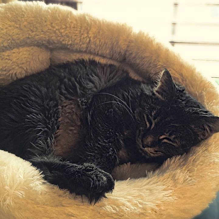 Cooper