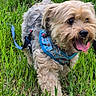 dog, grass, outdoor, pet, animal, happy, tongue_out, leash, blue_harness, small_dog, cute, fur, playful, walking, nature, greenery, closeup, daylight, excited, canine
