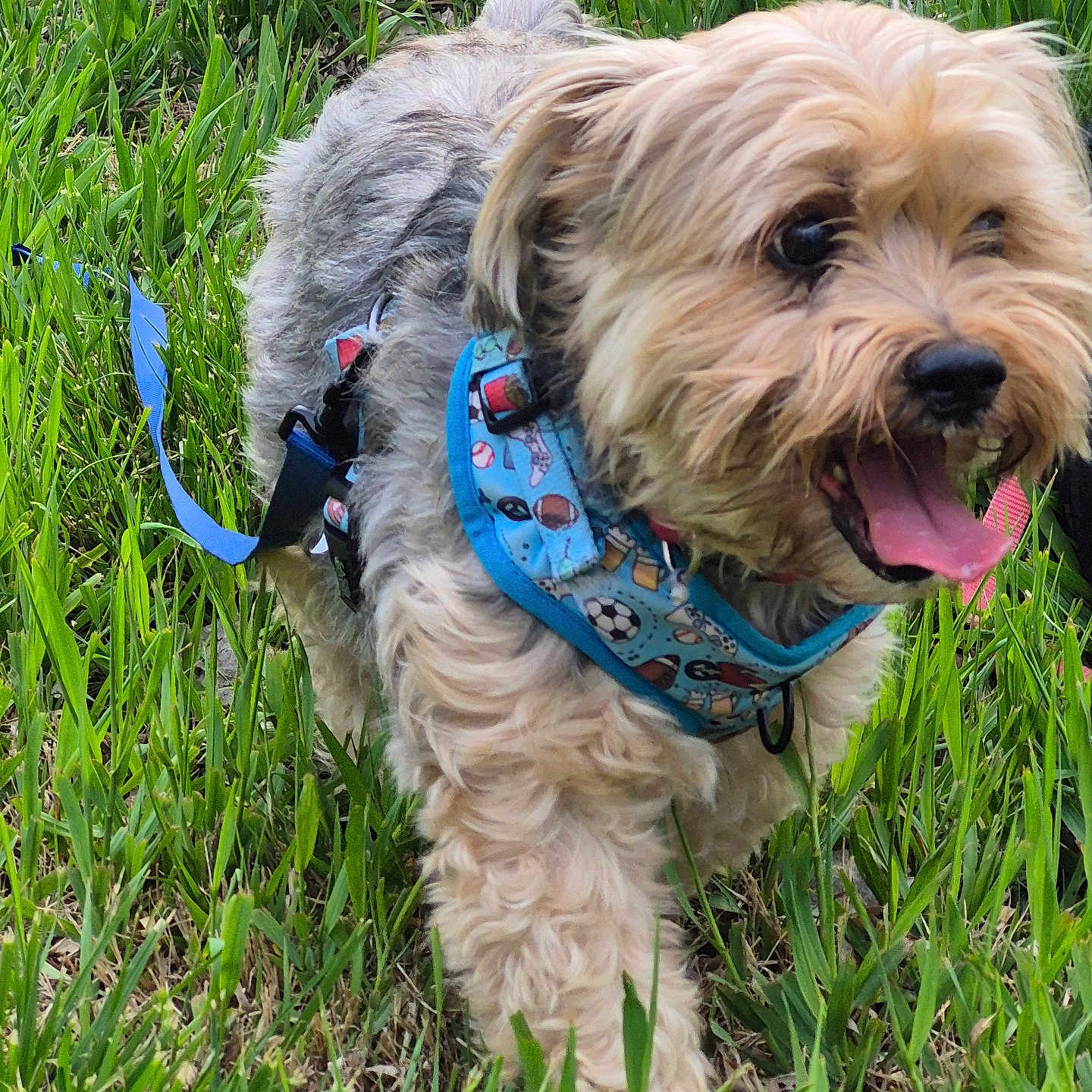 Ruff Tuff joined the competition — help win amazing prizes! dog, grass, outdoor, pet, animal, happy, tongue_out, leash, blue_harness, small_dog, cute, fur, playful, walking, nature, greenery, closeup, daylight, excited, canine