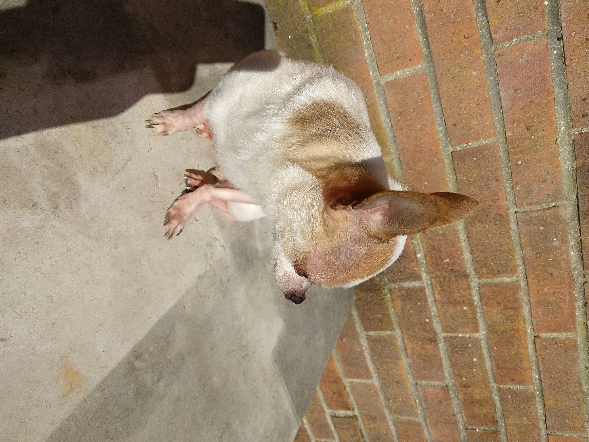 Léon a rejoint le concours — aidez-le/la à gagner de superbes lots ! brick, brickwork, canidae, carnivore, concrete, dog_breed, fawn, felidae, flooring, fur, macaque, small_to_medium_sized_cats, snout, sporting_group, tail, terrestrial_animal, water, whiskers, wildlife, wood