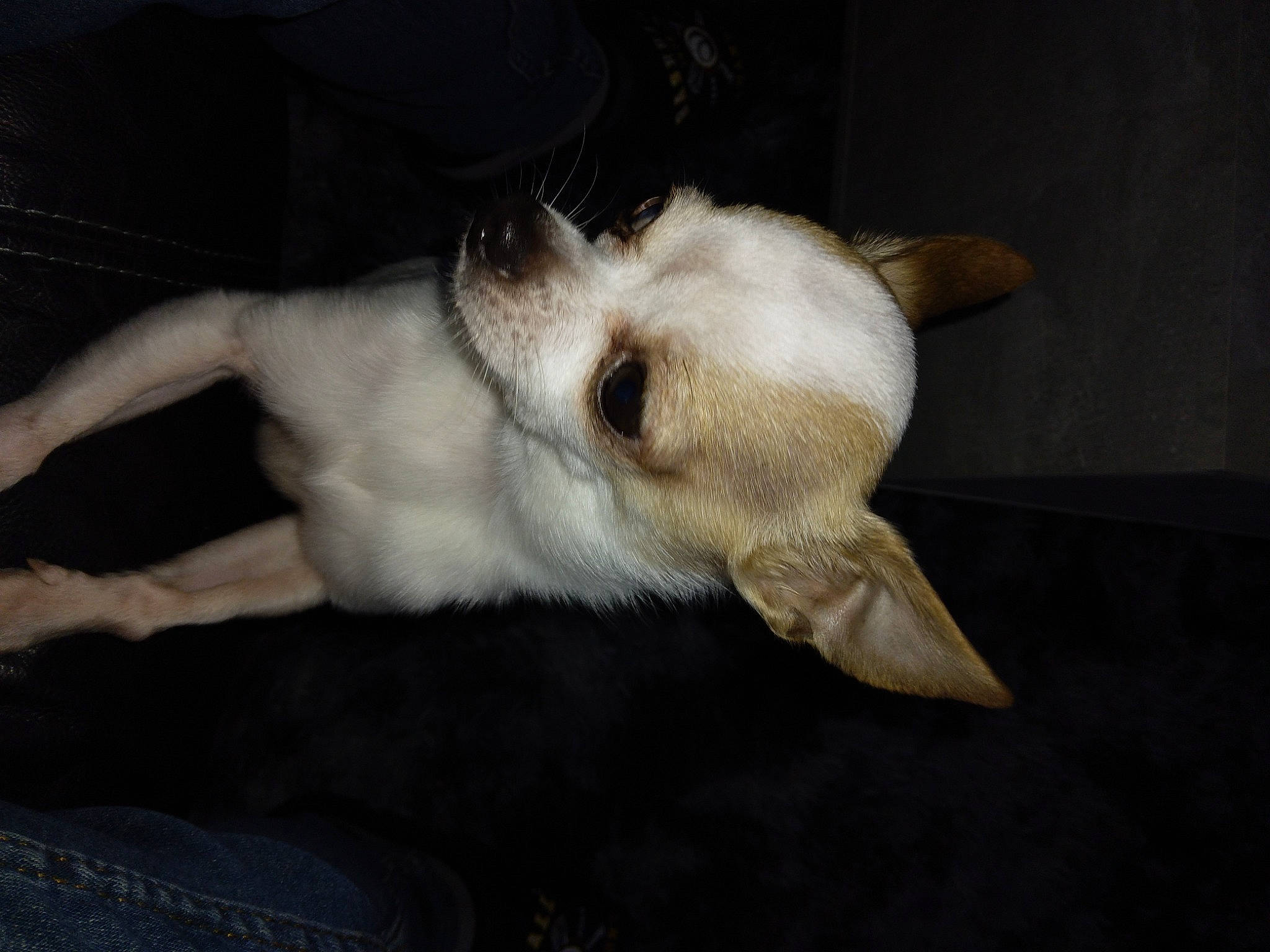 Léon a rejoint le concours — aidez-le/la à gagner de superbes lots ! canidae, carnivore, claw, comfort, companion_dog, dog, dog_breed, ear, fawn, felidae, fur, gesture, jaw, paw, small_to_medium_sized_cats, snout, sporting_group, tail, terrestrial_animal, whiskers