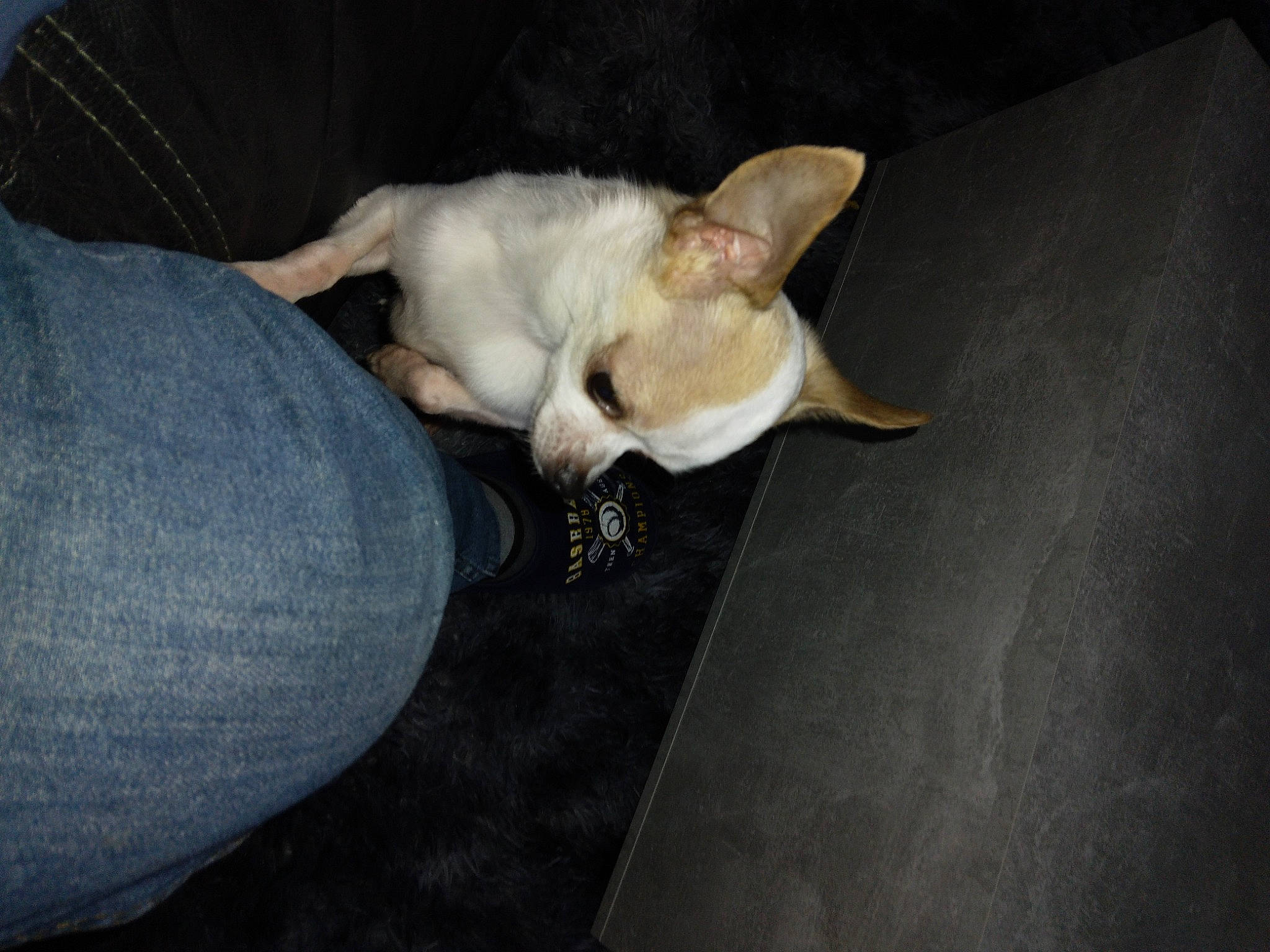 Léon a rejoint le concours — aidez-le/la à gagner de superbes lots ! canidae, carnivore, comfort, companion_dog, dog, dog_breed, ear, fawn, felidae, fur, hardwood, paw, small_to_medium_sized_cats, snout, sporting_group, tail, toy_dog, whiskers, wood, working_animal