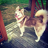 Zeppelin is registered to the contest to win money with this photo: dog, husky, outdoor, wooden_deck, grass, tree, tail, tongue_out, pet, animal, canine, red_collar, happy, smiling, furry, ears, face, nature, sunlight, daylight