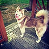 dog, husky, outdoor, wooden_deck, grass, tree, tail, tongue_out, pet, animal, canine, red_collar, happy, smiling, furry, ears, face, nature, sunlight, daylight
