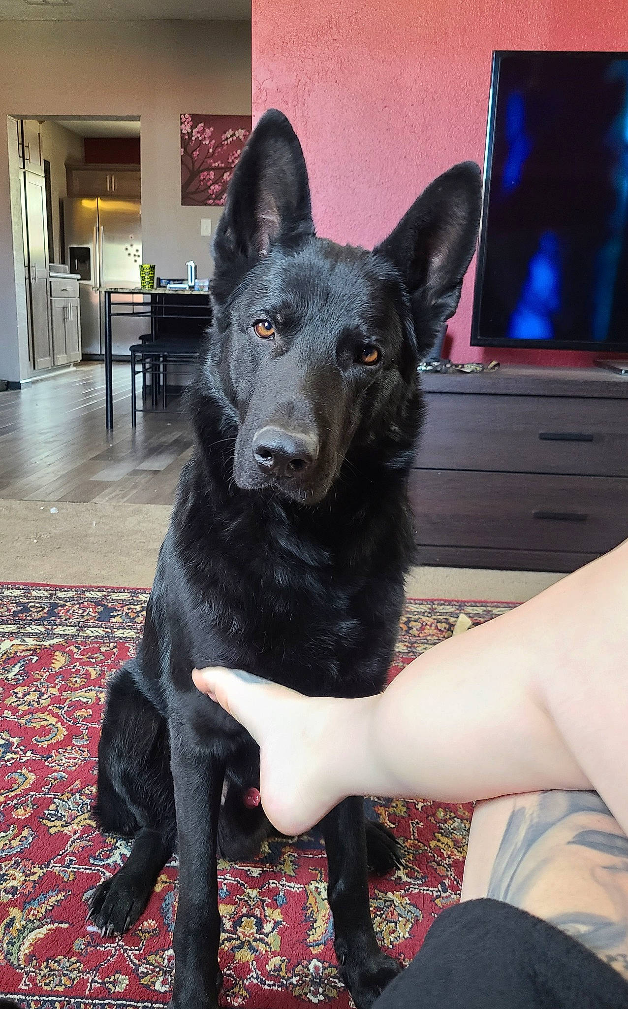 Lycan joined the competition — help win amazing prizes! canidae, carnivore, comfort, companion_dog, computer_keyboard, dog, dog_breed, flooring, foot, fur, guard_dog, human_leg, non_sporting_group, sitting, snout, sporting_group, thigh, whiskers, working_animal, working_dog