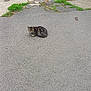 Pretty Girl is registered to the contest to win money with this photo: cat, tabby, asphalt, driveway, greenery, car, red_car, weed, curled_up, outdoor, animal, pet, resting, quiet, urban, nature, pavement, gray, small, lonely
