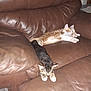 Pretty Girl joined the competition — help win amazing prizes! cat, kitten, sleeping, brown_couch, leather, indoor, pet, animal, resting, feline, cute, cozy, fur, domestic, two_cats, relaxing, paw, whiskers, home, napping