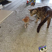 Pretty Girl is registered to the contest to win money with this photo: cat, kitten, tabby_cat, wet_kitten, carpet, floor, toy, curious, indoor, pet, animal, young, adult_cat, play, interaction, home, feline, small, cute, curiosity