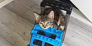 Pretty Girl joined the competition — help win amazing prizes! kitten, cat, toy, dump_truck, blue, floor, wooden_floor, indoor, pet, animal, cute, small, play, curious, face, ears, whiskers, doorway, home, furniture