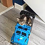 kitten, cat, toy, dump_truck, blue, floor, wooden_floor, indoor, pet, animal, cute, small, play, curious, face, ears, whiskers, doorway, home, furniture