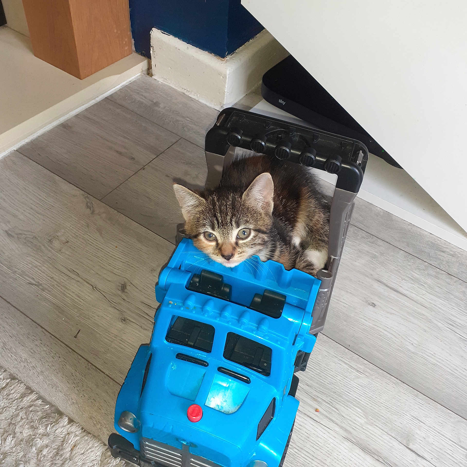 Pretty Girl joined the competition — help win amazing prizes! kitten, cat, toy, dump_truck, blue, floor, wooden_floor, indoor, pet, animal, cute, small, play, curious, face, ears, whiskers, doorway, home, furniture