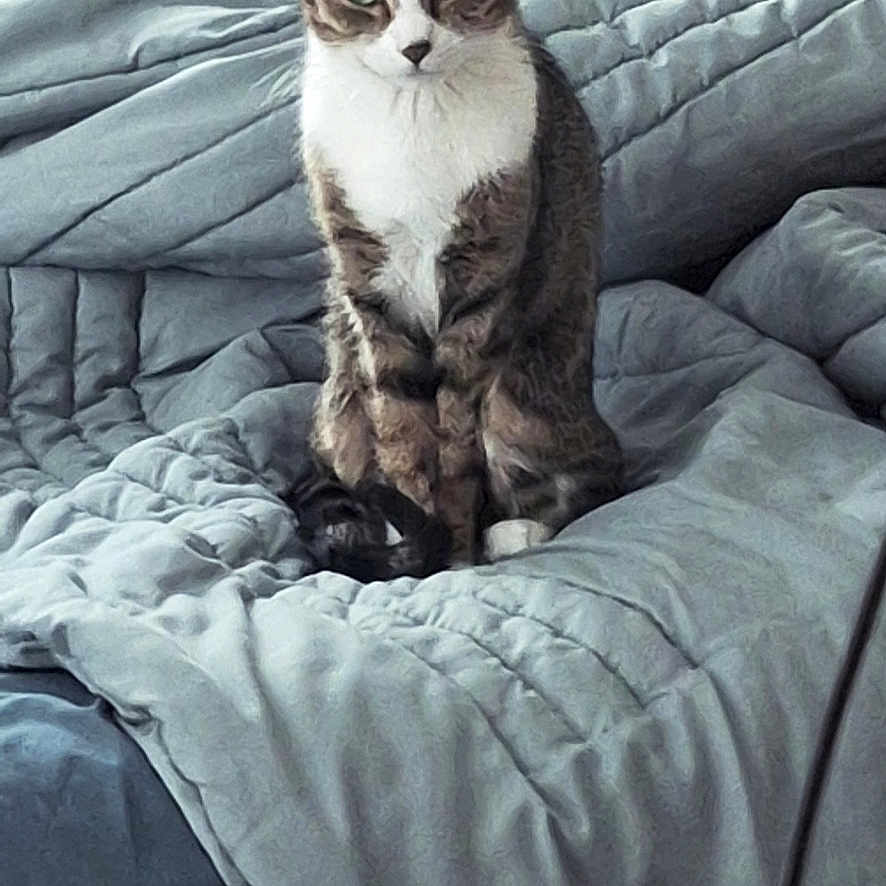 Erie is registered to the contest to win money with this photo: cat, tabby_cat, bed, comforter, pillow, indoor, furniture, snack_bags, nightstand, blanket, pet, domestic, cozy, feline, resting, sitting, fur, animal, household, quiet