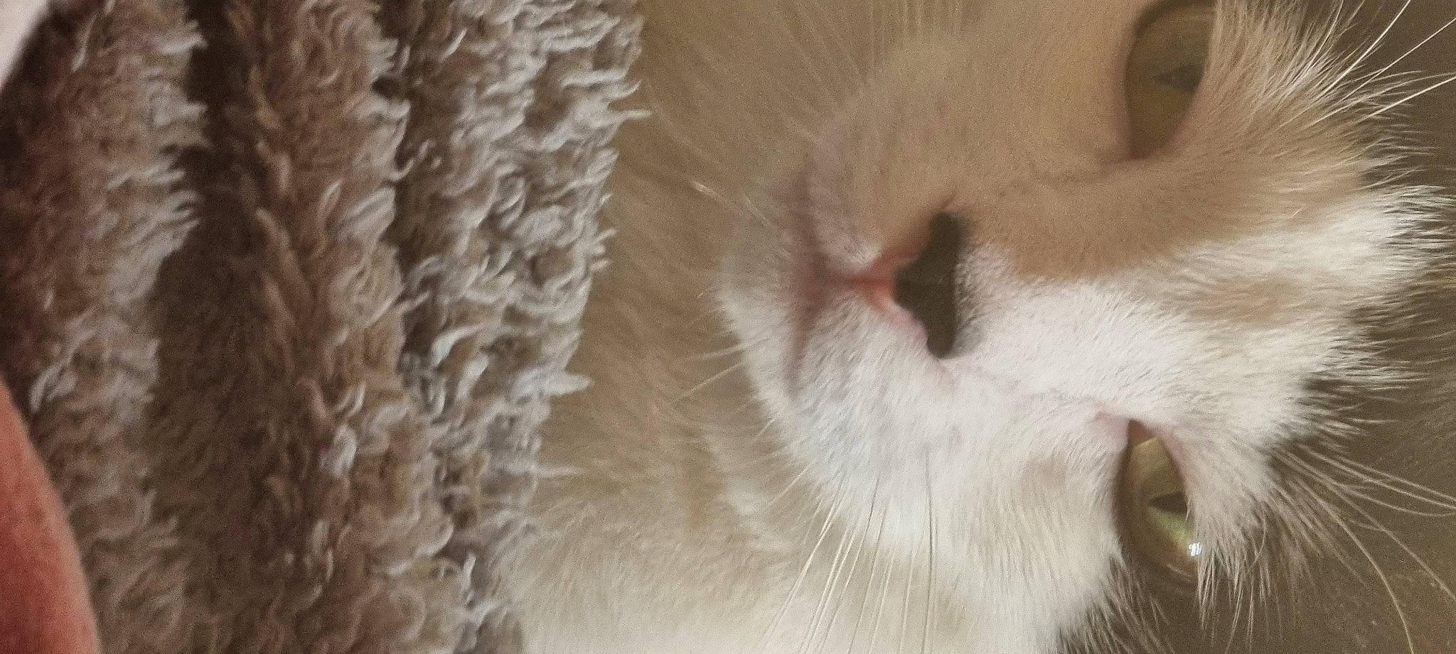 Dobby is registered to the contest to win money with this photo: carnivore, cat, claw, close_up, domestic_short_haired_cat, eyelash, fawn, felidae, fur, head, linens, paw, small_to_medium_sized_cats, tail, terrestrial_animal, whiskers, wood, wool, woolen, woven_fabric