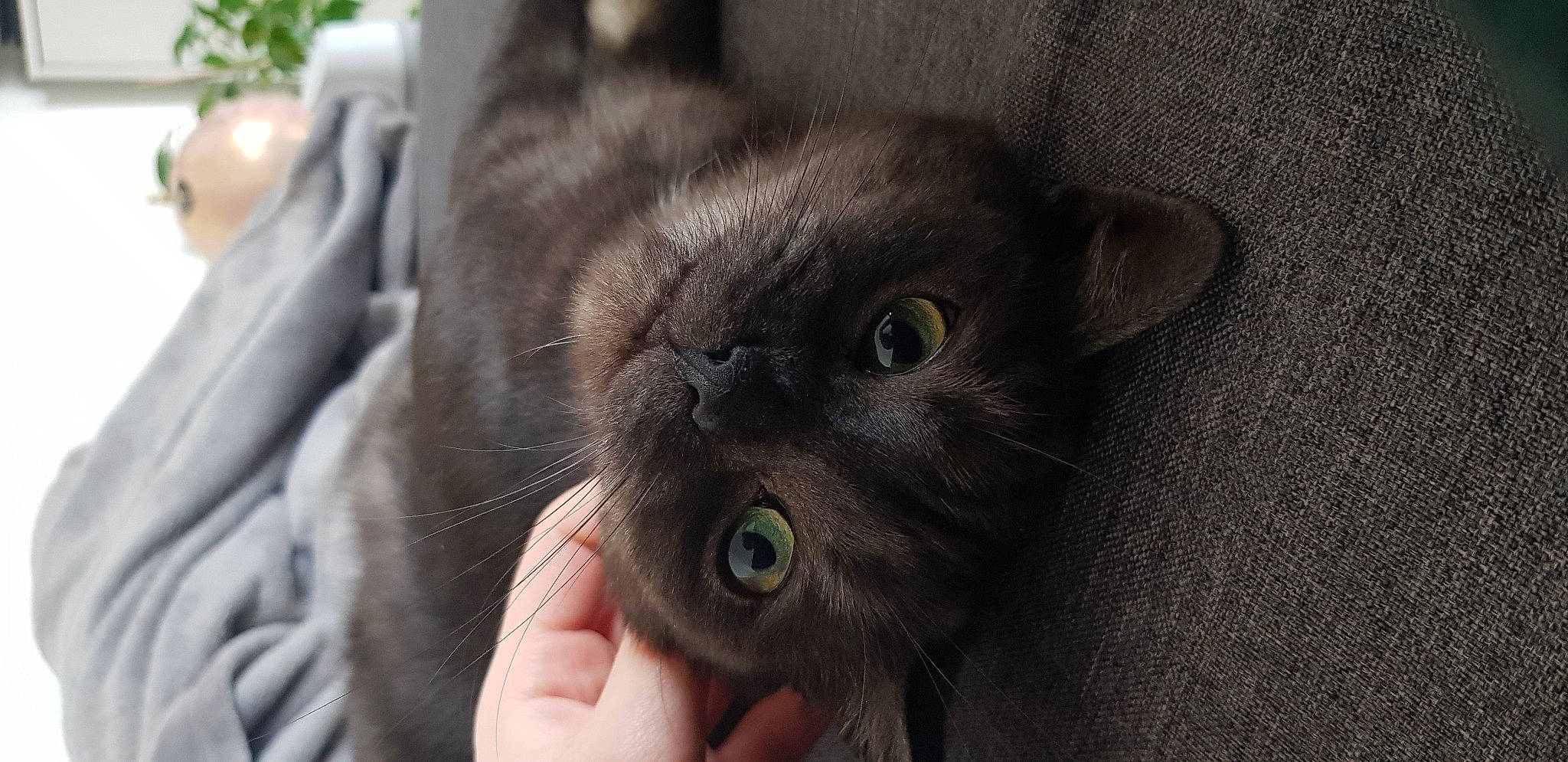 Luna a rejoint le concours — aidez-le/la à gagner de superbes lots ! carnivore, cat, domestic_short_haired_cat, ear, eye, felidae, fur, gesture, head, houseplant, plant, small_to_medium_sized_cats, snout, terrestrial_animal, whiskers