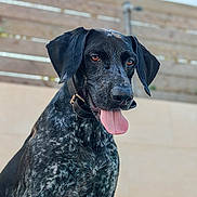 Naschou a rejoint le concours — aidez-le/la à gagner de superbes lots ! alert, animal, background_blur, black_dog, brown_eyes, canine, close_up, collar, dog, ears, fence, friendly, fur, outdoor, pet, portrait, speckled_coat, summer, tongue_out, wooden_fence
