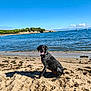 animal, beach, canine, daytime, dog, happy, landscape, nature, ocean, outdoor, pet, sailboat, sand, shore, sky, summer, sunny, tongue, trees, water