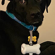 Bogard Hubbard is registered to the contest to win money with this photo: animal, bed, black_dog, bone_tag, calendar, close_up, collar, cute, dog, domestic_animal, ears, eyes, fur, furniture, indoor, looking_back, pet, portrait, resting, snout